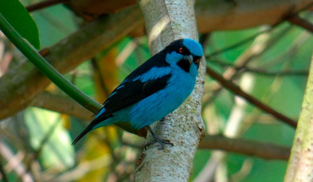 Avistamiento de aves Jardín Botánico